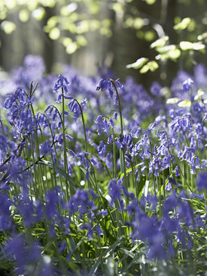 stock-photo-bluebells-growing-in-woodland-28043470